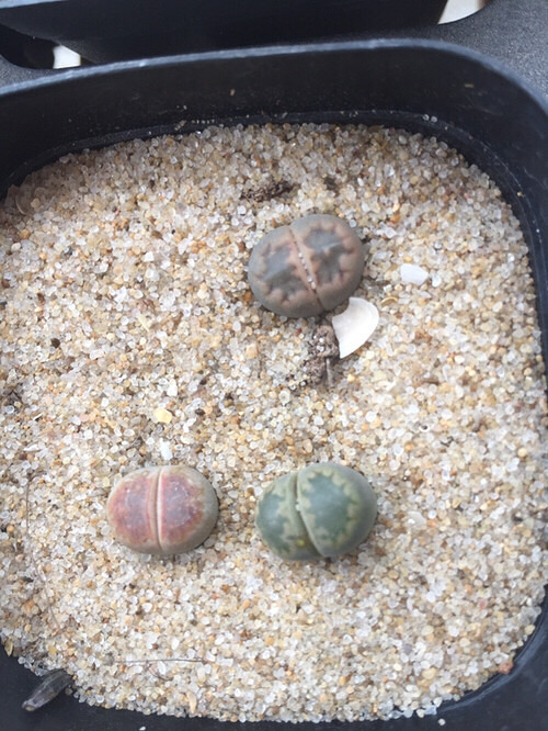 ����ʯ����