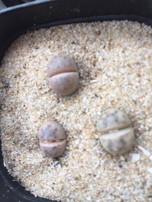 ����ʯ����