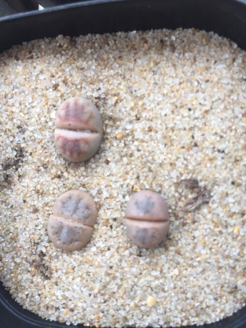 ����ʯ����