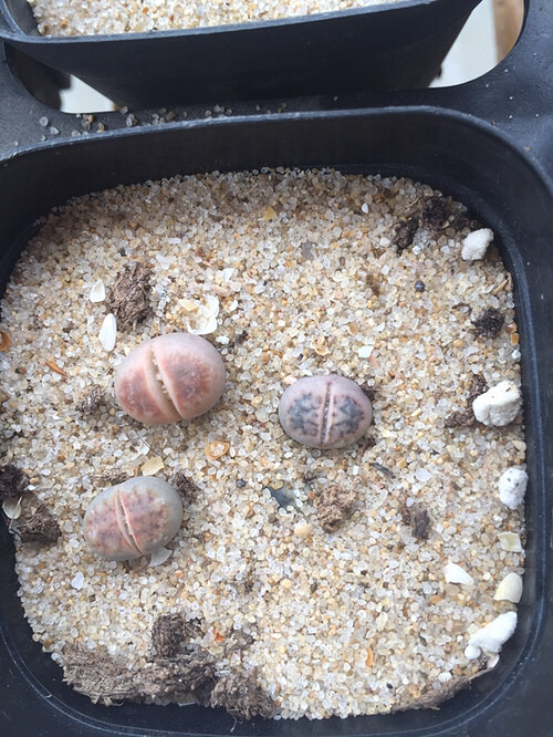 ����ʯ����