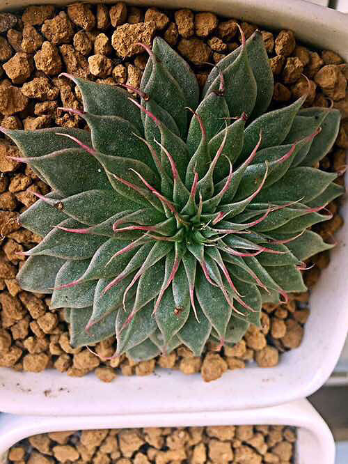 ���ͻ������ɣ���Ҫ̫�ۺ�Ŷ