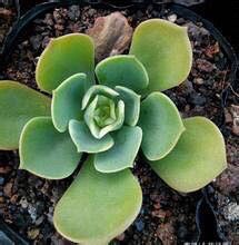 ��Ʊ���