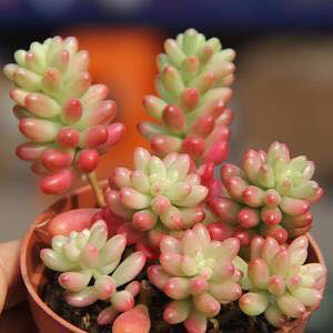 ��Ʊ���