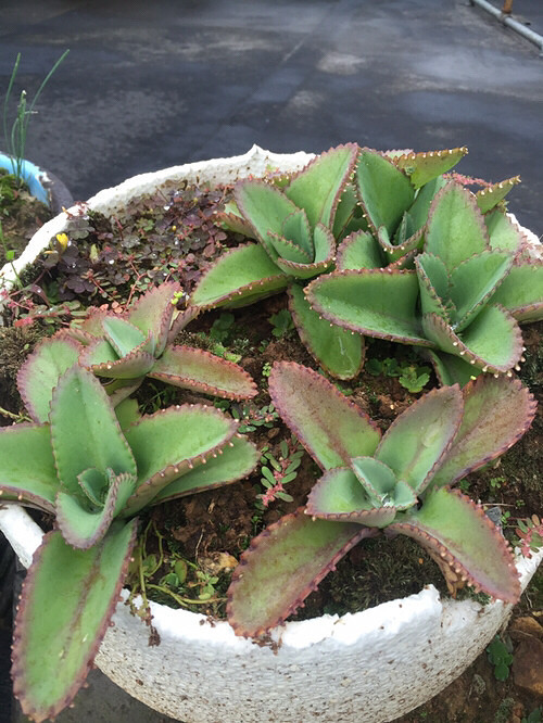 ��Ʊ� ��̨�ϵ�