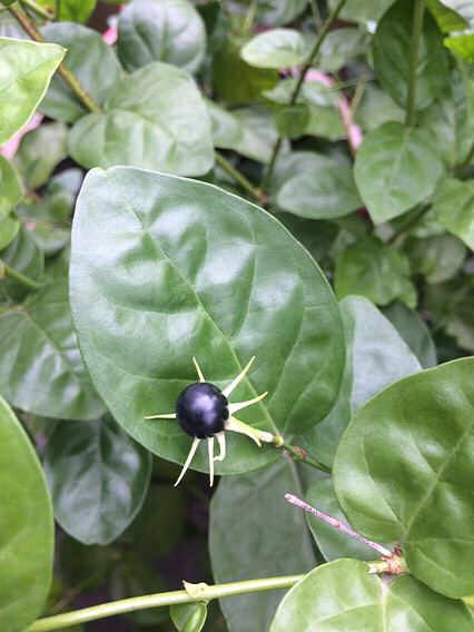 �Ҽҵ������ڹ����ˣ�