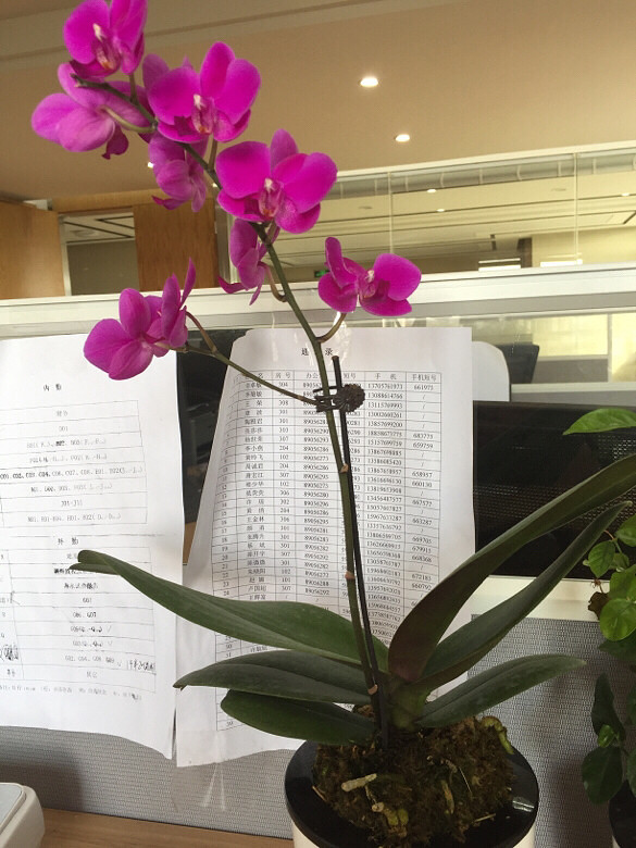 �ÿ��ĺ�����