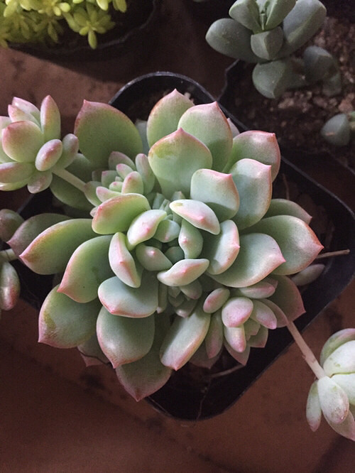 ���⣬��ϲ����û