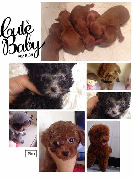 ����̩�ϳ������¼�