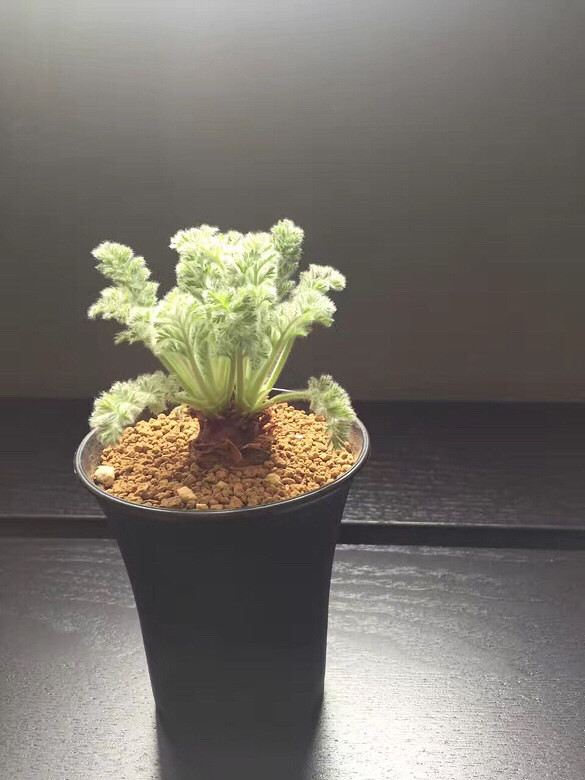 ��û�л�����ʶ��������deng