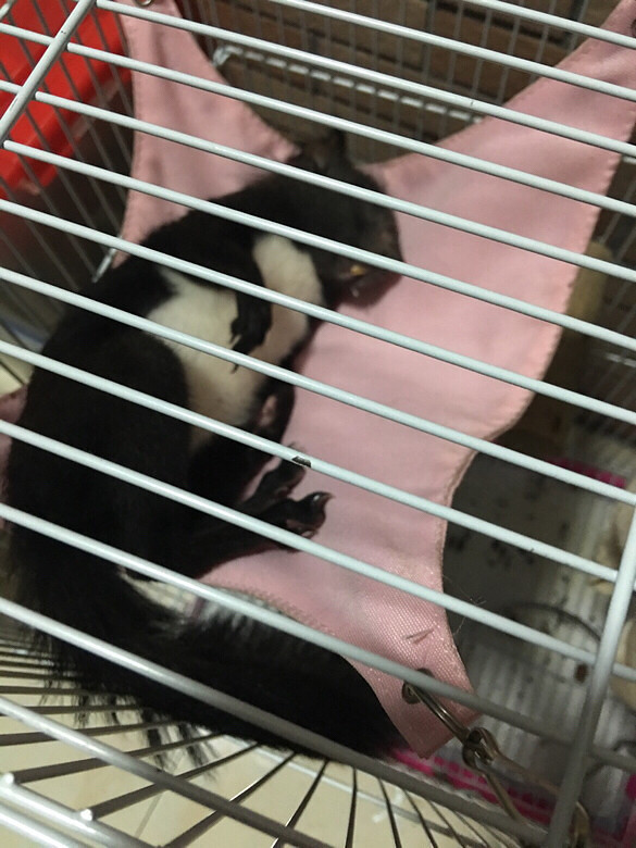 ���������˯��