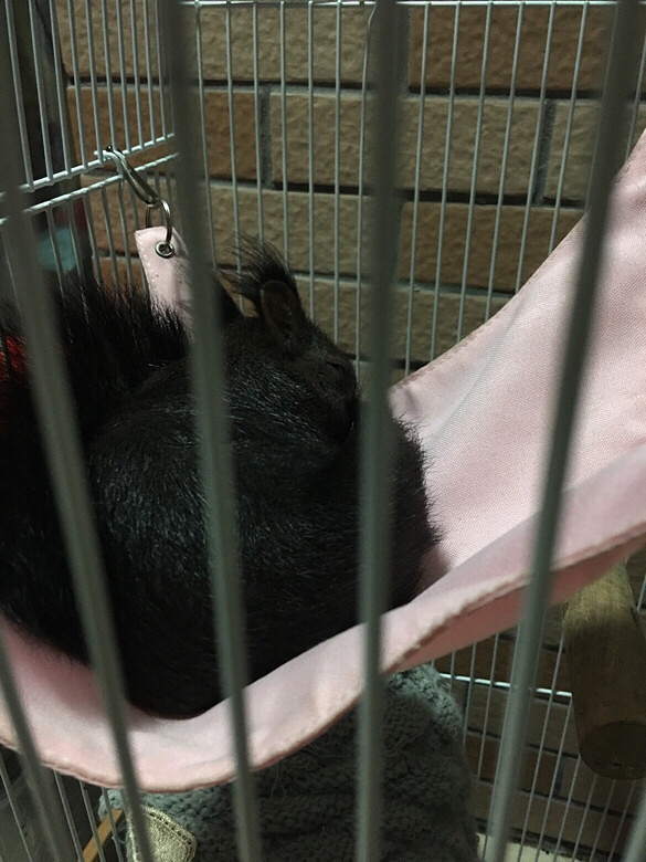 ���������˯��