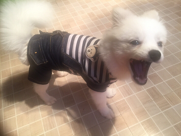 ����ܻ�����̩�Ͼ���