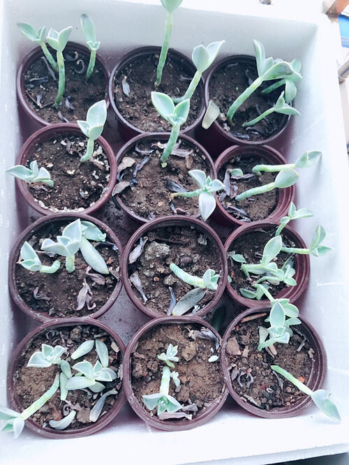 Խ��Խ�ѿ��ˣ�һ��֮�£���Ҷ��ȫ��������