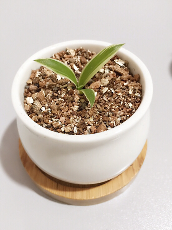 �����գ���Ů��