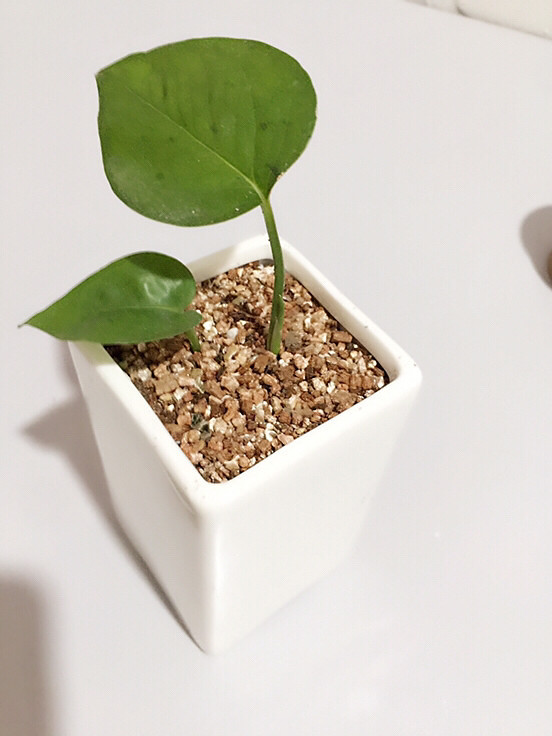 �����գ���Ů��