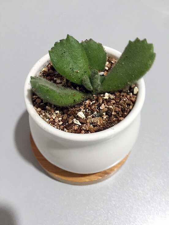 �����գ���Ů��