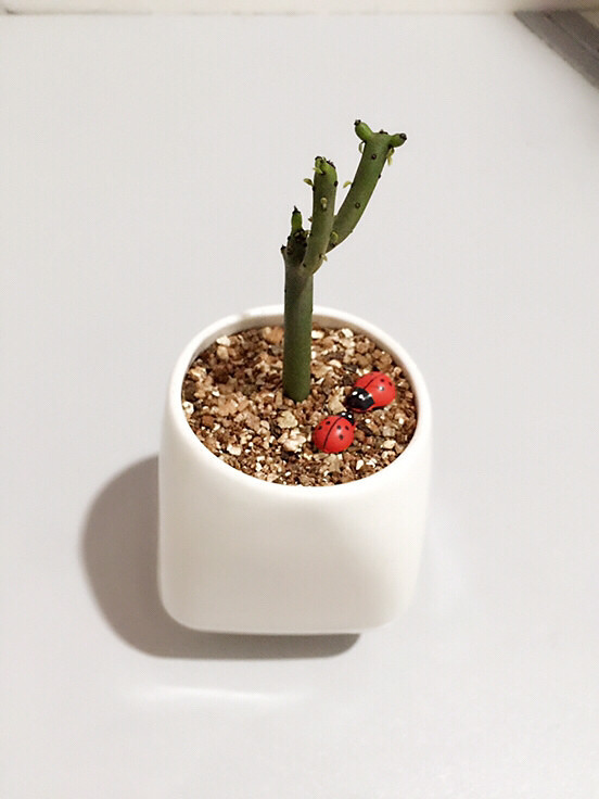 �����գ���Ů��