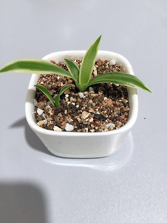 �����գ���Ů��