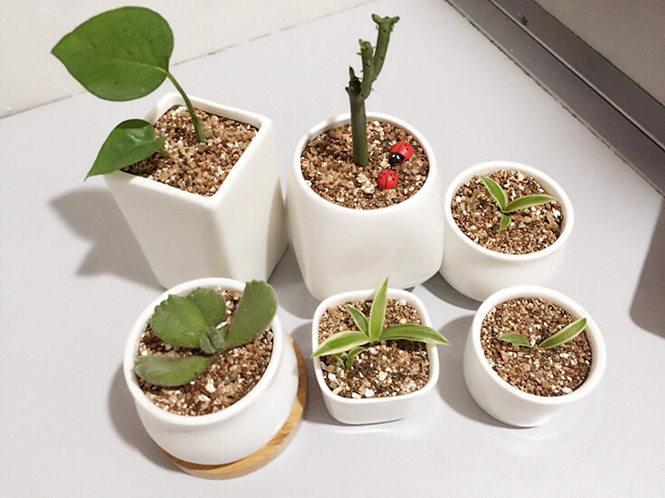 �����գ���Ů��