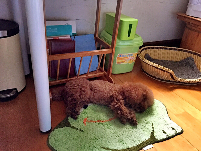 �Լ��Ĵ���˯��ϲ��˯����