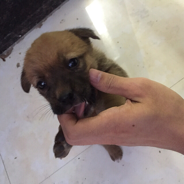 �л���԰Ȯ����������ϵ��