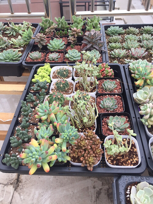 ��ɫ�ˣ������ˣ�������