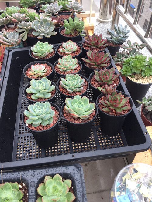 ��ɫ�ˣ������ˣ�������