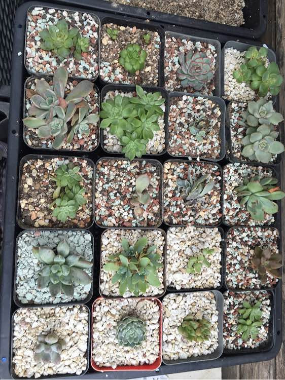 ��ϲ������