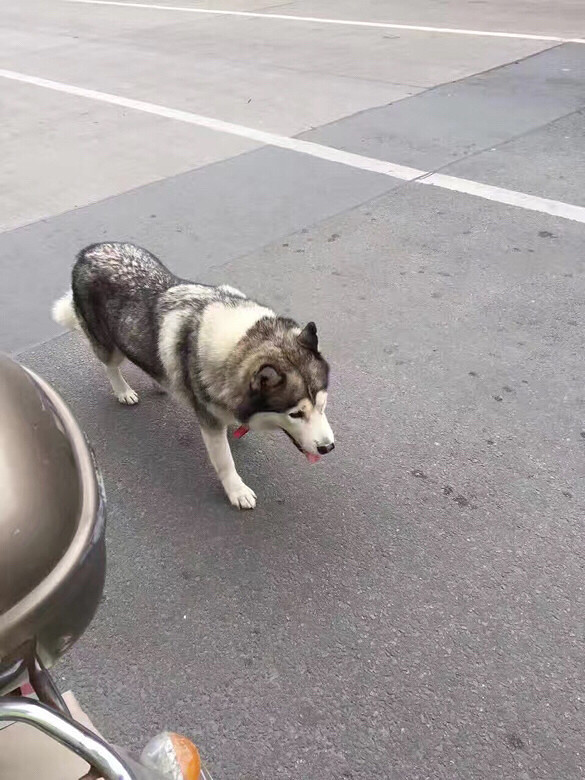 ���Ѽҹ�ʿ���߶��˴�Ұ��æ�������Ļ�������