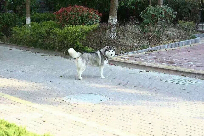 ���Ѽҹ�ʿ���߶��˴�Ұ��æ�������Ļ�������