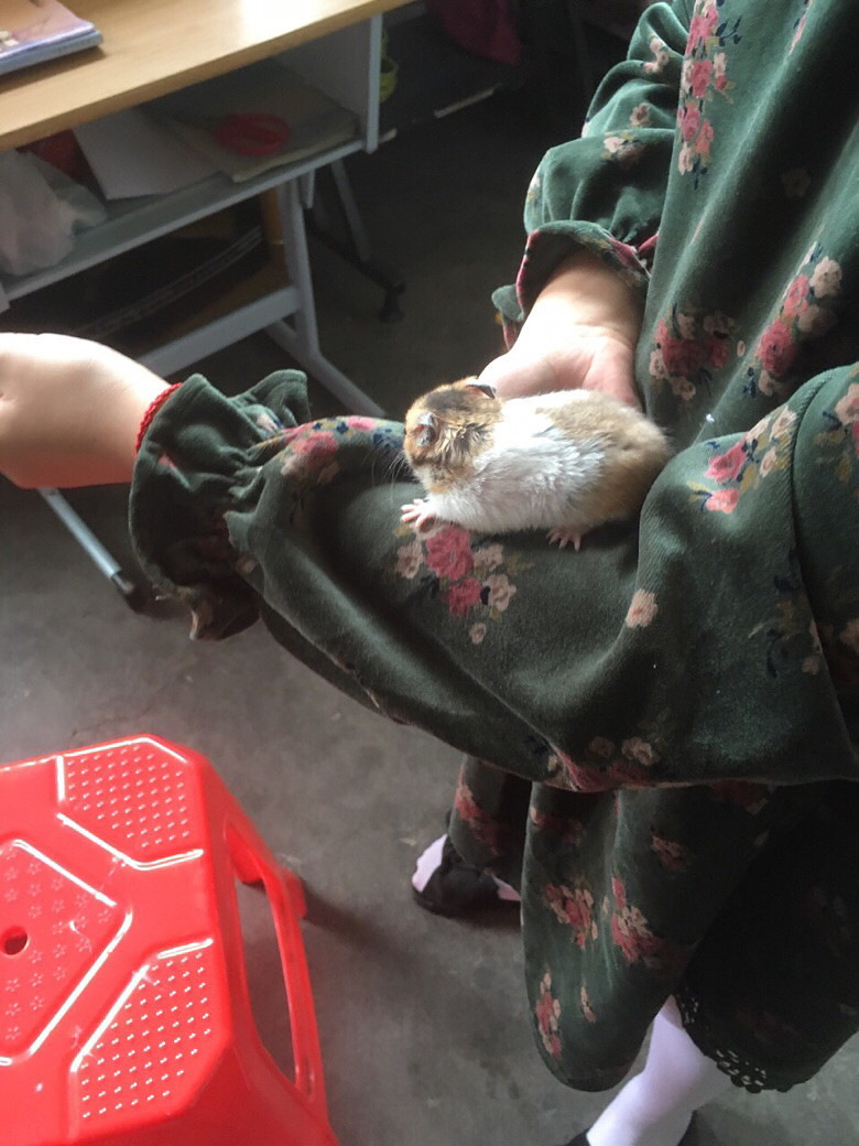 �ҼҲ�����������5ֻС���󣬺ܽ���Ŷ��˭