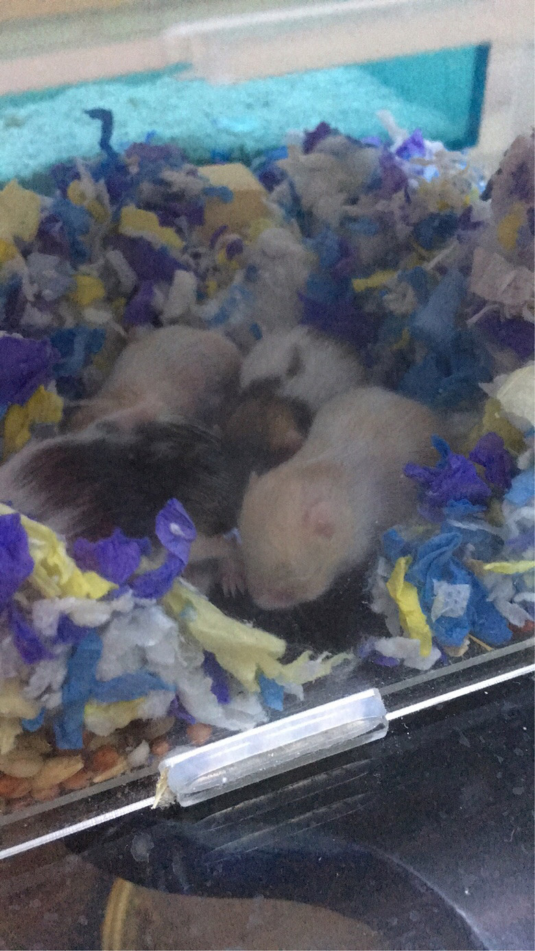 �ҼҲ�����������5ֻС���󣬺ܽ���Ŷ��˭