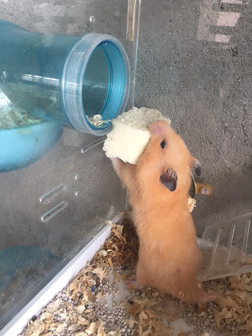 �Լ����ģ����Գ��ˣ���Ƥ��ȫ��������ϲ��