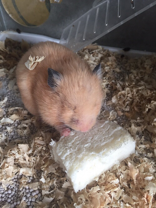 �Լ����ģ����Գ��ˣ���Ƥ��ȫ��������ϲ��