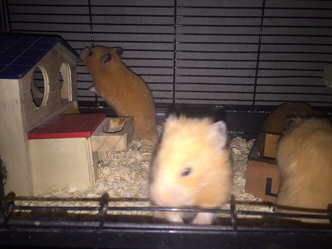 �Լ����ģ����Գ��ˣ���Ƥ��ȫ��������ϲ��