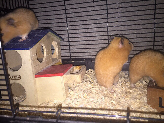 �Լ����ģ����Գ��ˣ���Ƥ��ȫ��������ϲ��