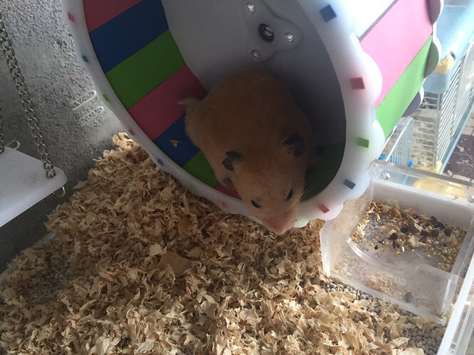 �Լ����ģ����Գ��ˣ���Ƥ��ȫ��������ϲ��