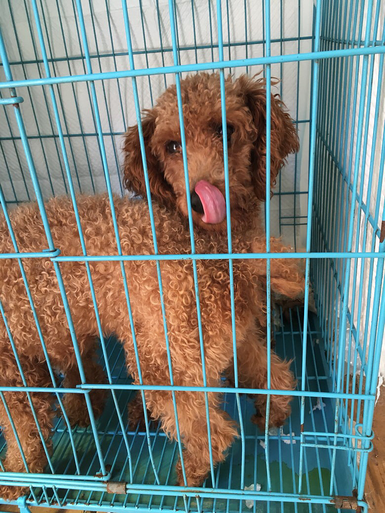 û�������ϣ��ͼ۳���400һֻ