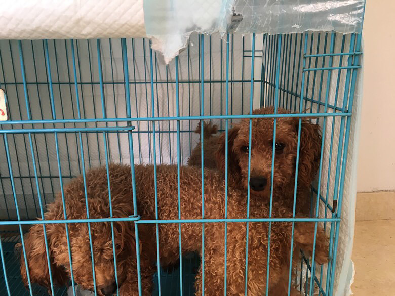 û�������ϣ��ͼ۳���400һֻ