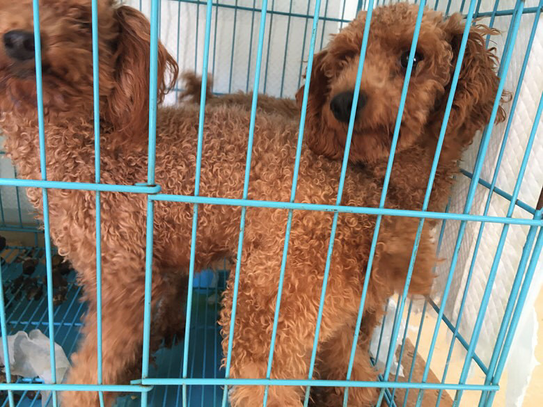 û�������ϣ��ͼ۳���400һֻ