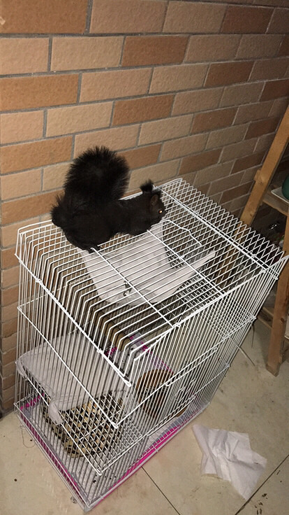 ��һ�ηų���