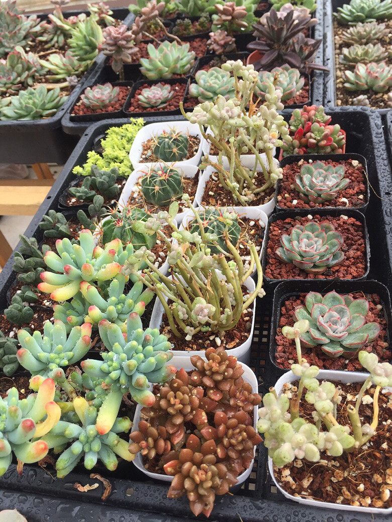 ɹɹ�Ҽҵ��⣬û��ͼ