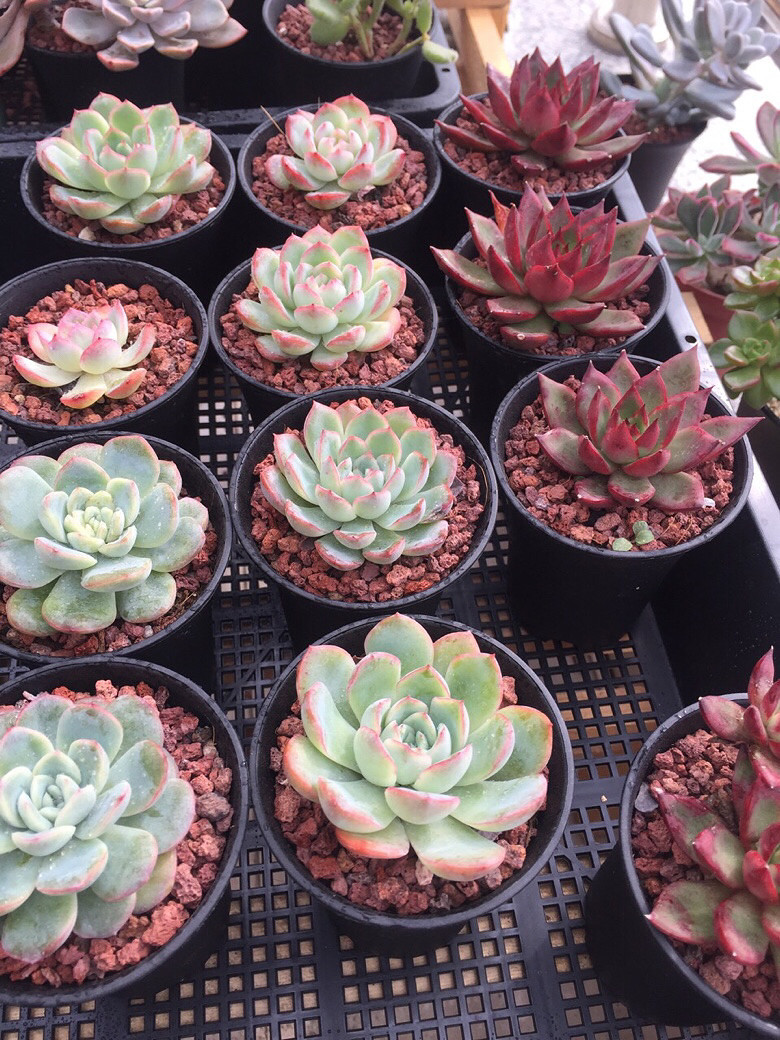 ɹɹ�Ҽҵ��⣬û��ͼ