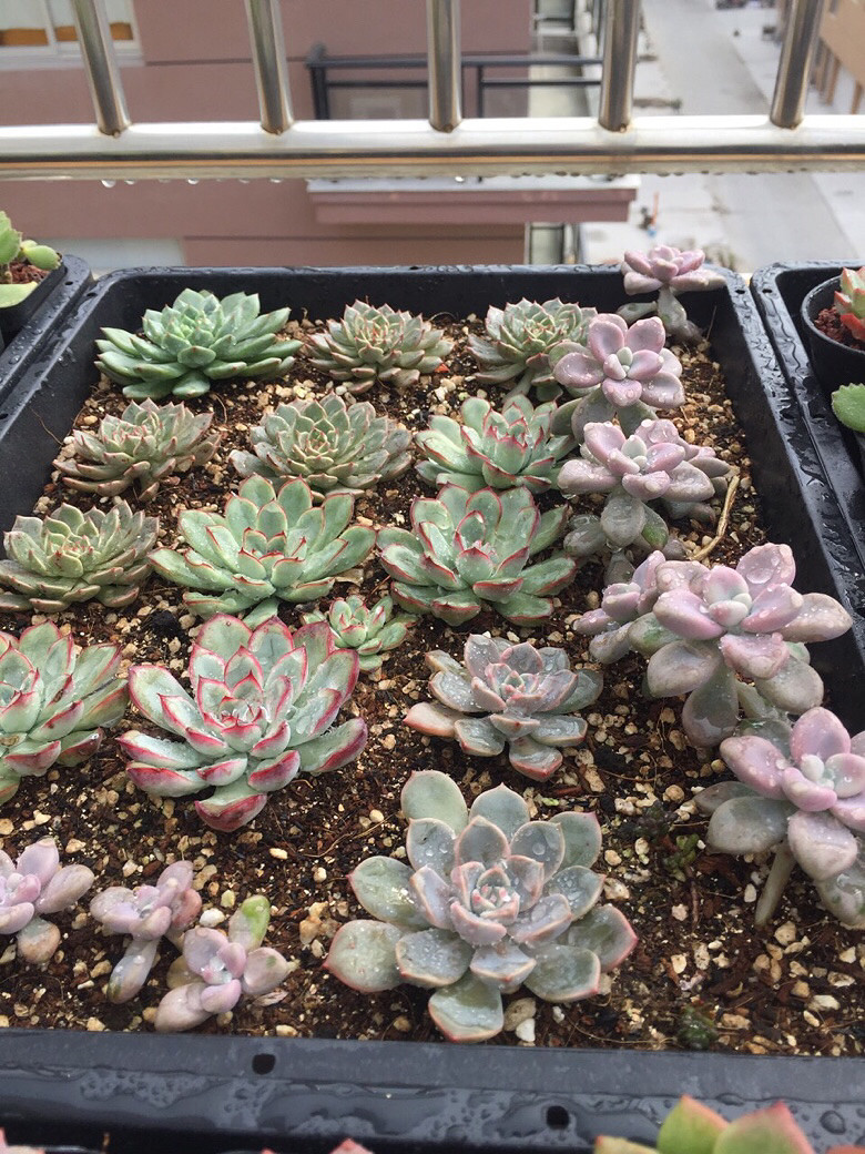 ɹɹ�Ҽҵ��⣬û��ͼ