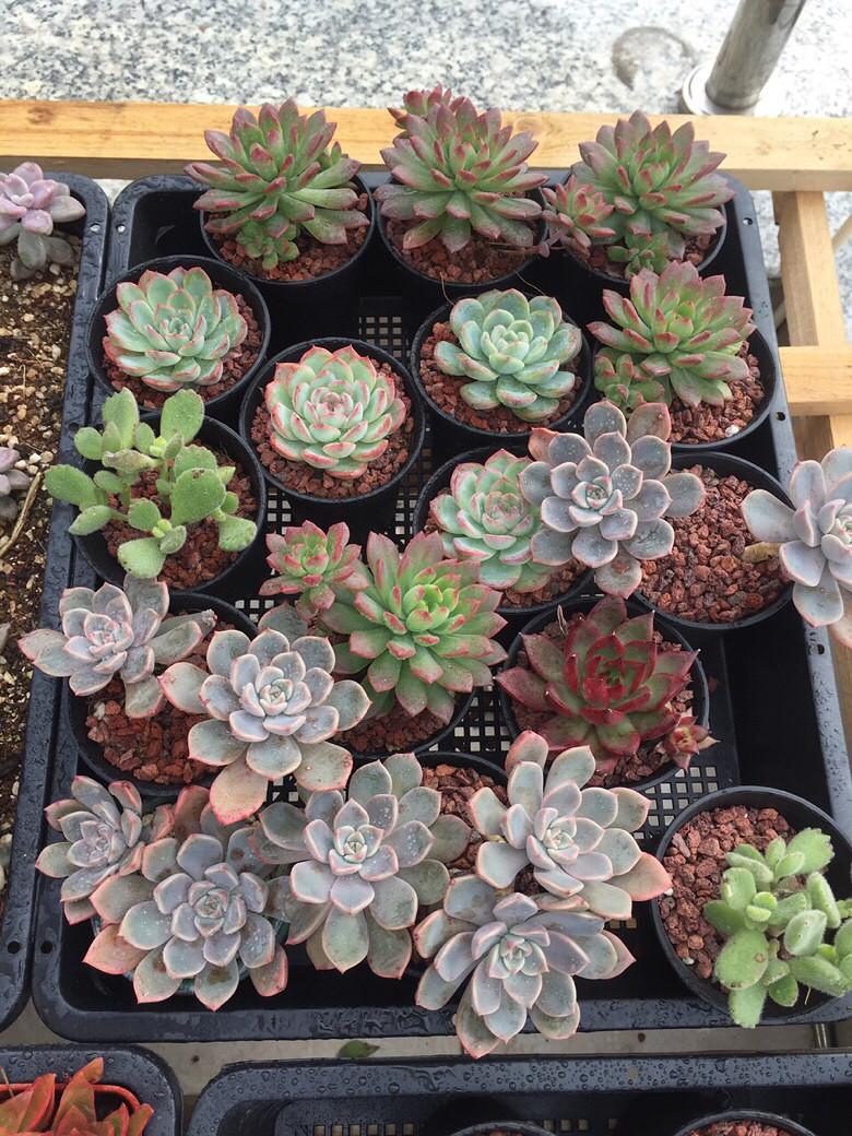 ɹɹ�Ҽҵ��⣬û��ͼ