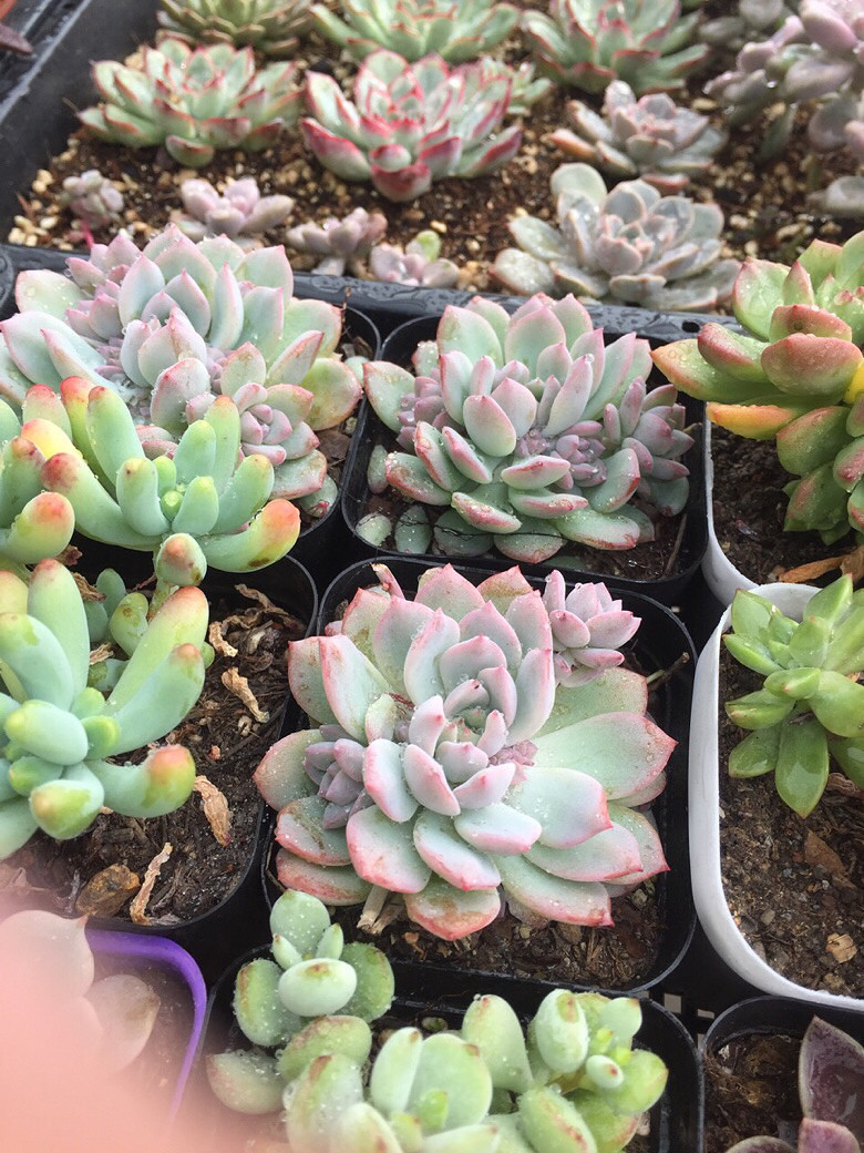 ɹɹ�Ҽҵ��⣬û��ͼ