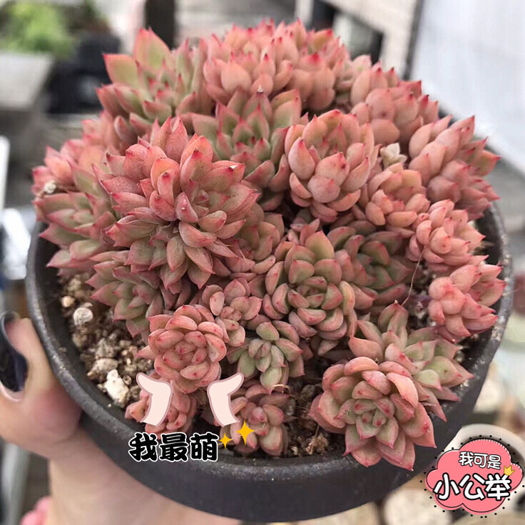 ½����ʼ��ɫ��������Ů�����Ҳ��û˭��