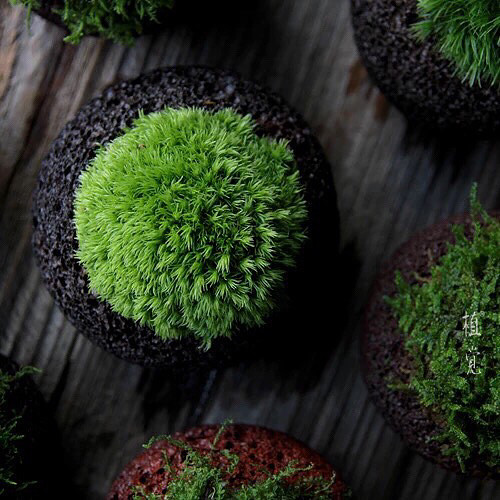 �����������ˣ�����̦����