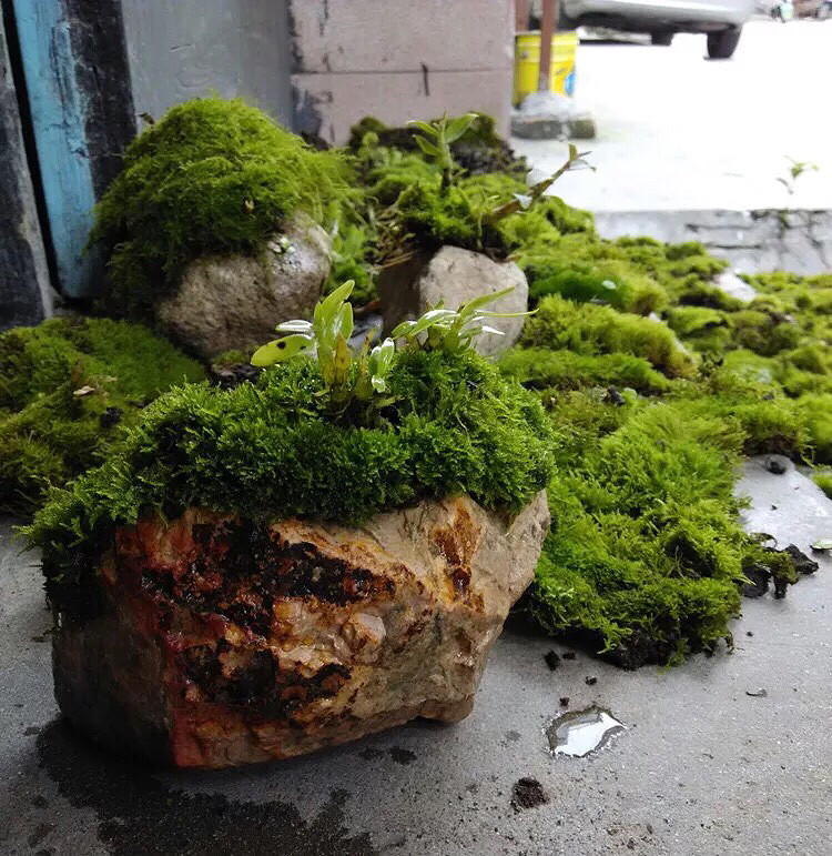 �����������ˣ�����̦����