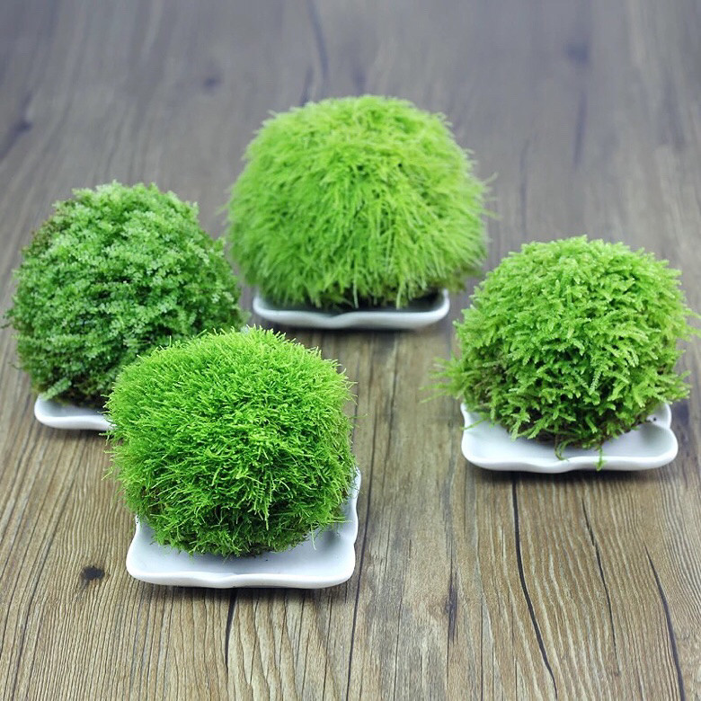 �����������ˣ�����̦����